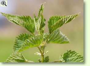 Große Brennnessel  - Urtica dioica
L.