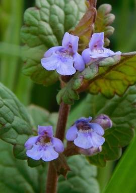 Gundelrebe Gundelrebe, Glechoma hederacea