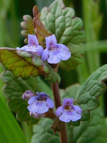 Gundermann, Glechoma hederacea