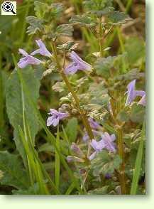 Gundermann Glechoma hederacea