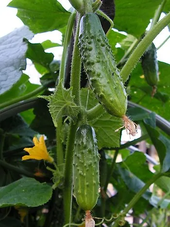 Gurke (Cucumis sativus): zwei grüne, warzige Früchte und eine gelbe Blüte an der rankenden Pflanze