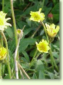 Habichtskraut / Hieracium pilosella