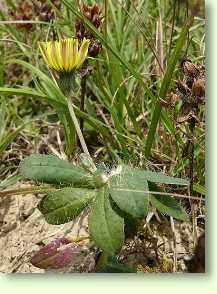 Habichtskraut / Hieracium pilosella