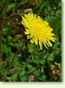 Habichtskraut / Hieracium pilosella