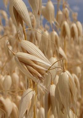 Hafer Hafer, Avena sativa