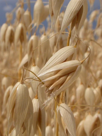 Reife Haferrispe (Avena sativa) mit hängenden, strohgelben Ährchen und feinen Grannen