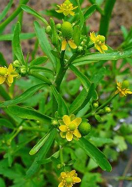 Hahnenfuß Hahnenfuß, Ranunculus sceleratus