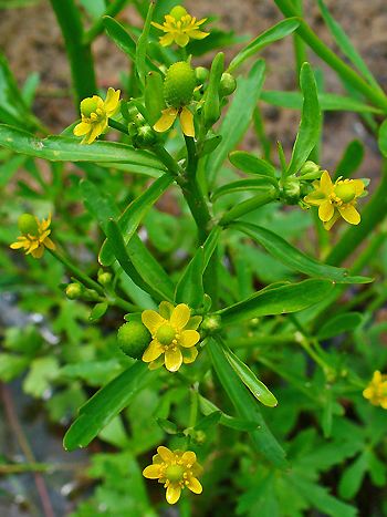 Hahnenfuß, Ranunculus sceleratus