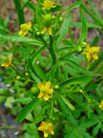 Gift-Hahnenfuß (Ranunculus sceleratus) mit kleinen, blassgelben Blüten, grünen, walzenförmigen Fruchtköpfchen und schmalen Blättern