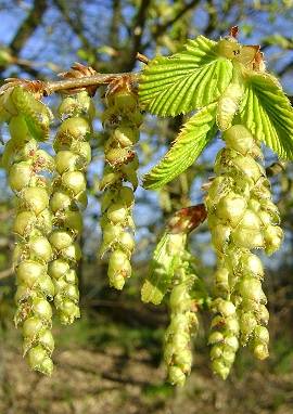 Hainbuche Hainbuche, Carpinus betulus