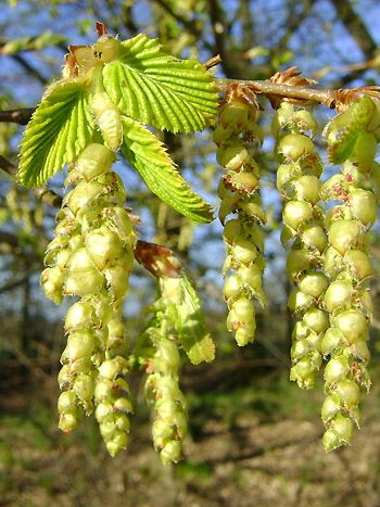 Hainbuche, Carpinus betulus