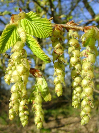 Hainbuche (Carpinus betulus) im Frühjahr mit hängenden, gelbgrünen Blütenkätzchen und jungen, gefalteten Blättern