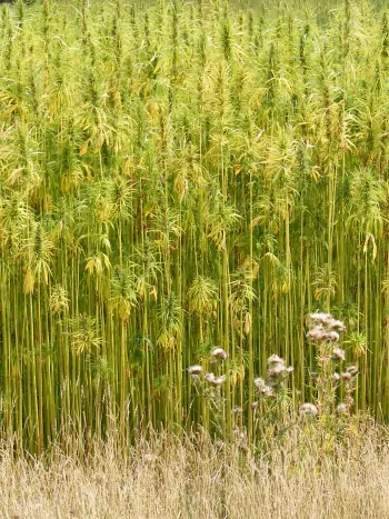 Zum vergrößern klicken Cannabis -CBD Öl für medizinische Zwecke