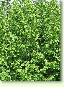 Hasel - Corylus avellana