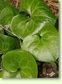 Haselwurz / Asarum europaeum