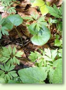 Haselwurz / Asarum europaeum