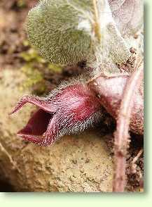 Haselwurz / Asarum europaeum