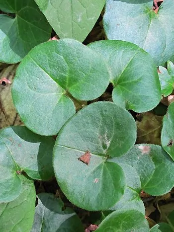 Haselwurz (Asarum europaeum): dicht am Boden wachsende, glänzend dunkelgrüne, nierenförmige Blätter