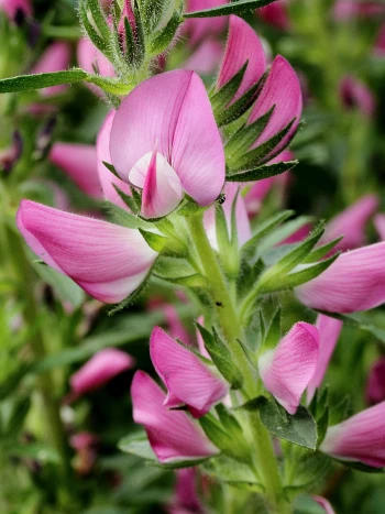 Dornige Hauhechel (Ononis spinosa): rosa Schmetterlingsblüten an Trieben mit kleinen Blättern und Dornen