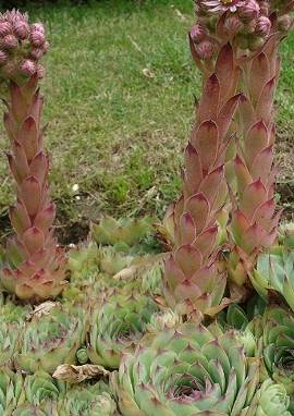 Hauswurz Pflanze Hauswurz (Sempervivum tectorum)