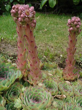 Hauswurz (Sempervivum tectorum)