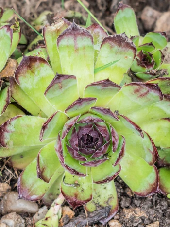 Echte Hauswurz (Sempervivum tectorum): grüne Blattrosetten und aufrechte, beblätterte Blütenstängel mit rosafarbenen Blüten