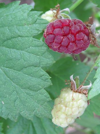 Himbeeren