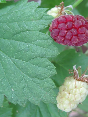 Himbeere (Rubus idaeus) mit einer reifen, roten und einer unreifen, hellgrünen Sammelfrucht neben einem gesägten Blatt