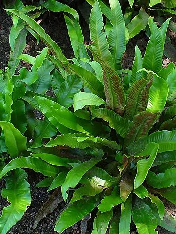 Hirschzungenfarn (Asplenium scolopendrium): büschelig wachsende, ungeteilte, zungenförmige, glänzend grüne Wedel