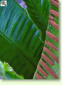 Asplenium scolopendrium, Hirschzunge