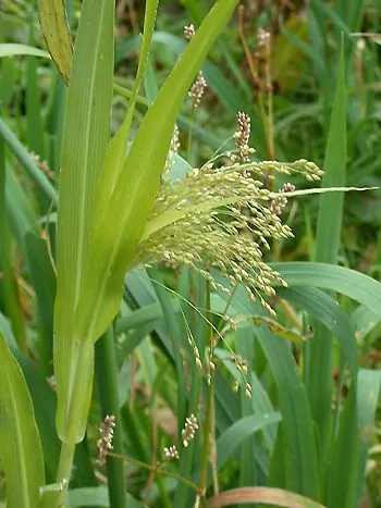 Rispenhirse (Panicum miliaceum): lockere, überhängende Rispe mit kleinen Ährchen zwischen breiten, grünen Blättern