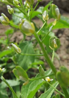 Capsella bursa-pastoris / Hirtentäschel