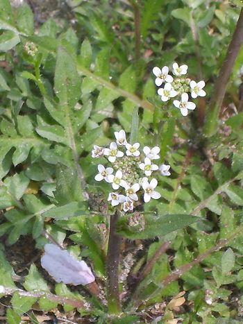 Capsella bursa-pastoris / Hirtentäschel