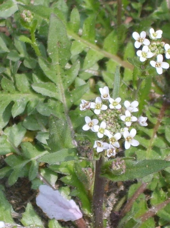 Hirtentäschelkraut (Capsella bursa-pastoris): kleine weiße, vierzählige Blüten in einer lockeren Traube über fiederlappigen Blättern