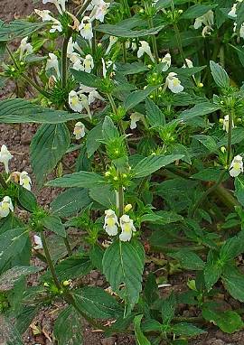 Hohlzahn Hohlzahn, Galeopsis segetum