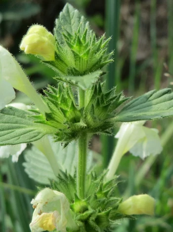 Gelber Hohlzahn (Galeopsis segetum) mit gelblich-weißen Lippenblüten, gesägten Blättern und stacheligen Kelchquirlen