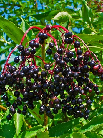 Schwarzer Holunder (Sambucus nigra) mit Dolden glänzend schwarzer Beeren an roten Stielen vor gefiederten, grünen Blättern