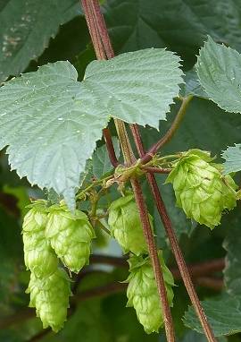 Hopfen Hopfen, Humulus lupulus