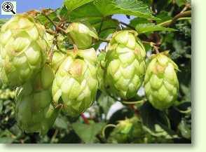 Fruchtstand des Wilden Hopfens