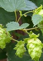 Hopfen