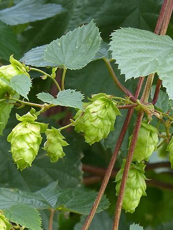 Hopfen, Humulus lupulus