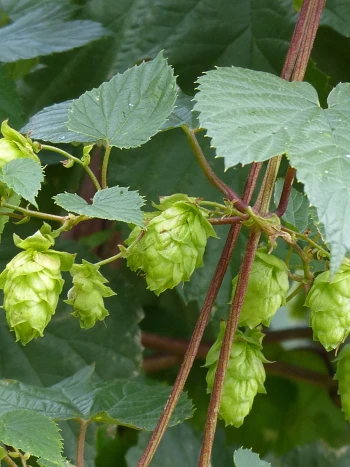 Hopfen (Humulus lupulus) mit hellgrünen, zapfenartigen Blütenständen und grob gesägten Blättern an rötlichen Ranken