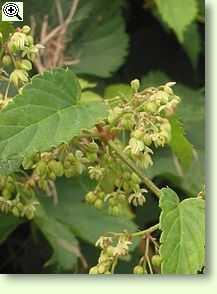 Männliche Blüten des wilden Hopfens