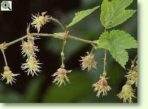 Weibliche Blüten des wilden Hopfens