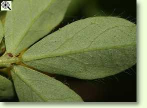Blatt des Hornklees