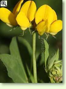 Laburnum anagyroides, Hornklee
