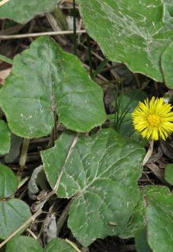 Tussilago farfara / Huflattich