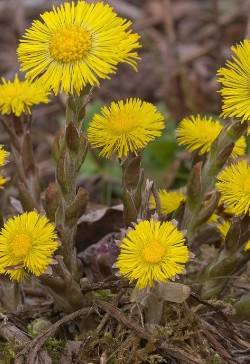 Tussilago farfana / Huflattich, Blüten