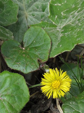 Tussilago farfara / Huflattich