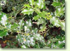 Ilex aquifolia, Stechpalme